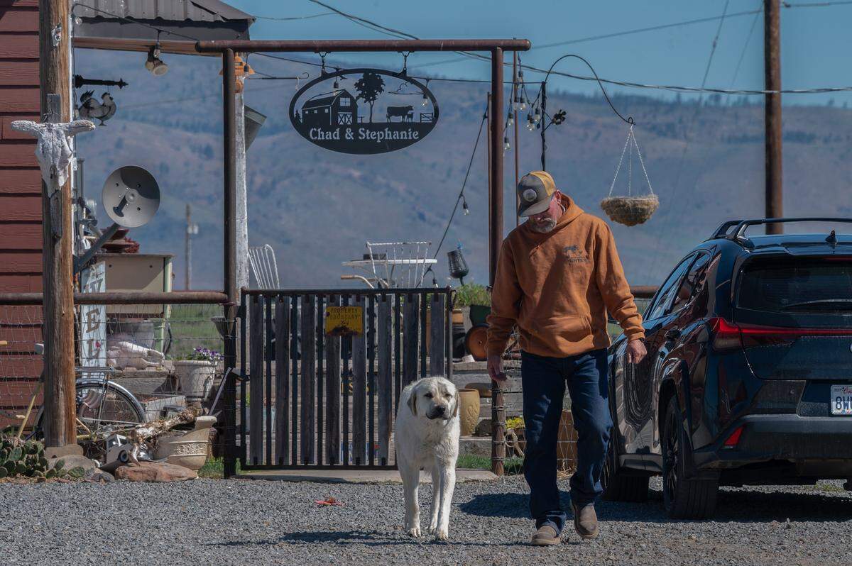 Another rancher, Chad Smith, walks with his dog, Mayo, in May in Sierra Valley. In April, Mayo alerted him at 1:30 a.m. to the presence of three wolves just 30 yards from his front porch. “Hopefully in the future we are able to relocate these wolves and take them someplace else where they belong—not out here eating our livestock, eating our livelihood. It’s horrible to see something eaten alive,” said Smith, who has spent hundreds of dollars on antibiotics trying to save his injured cows.