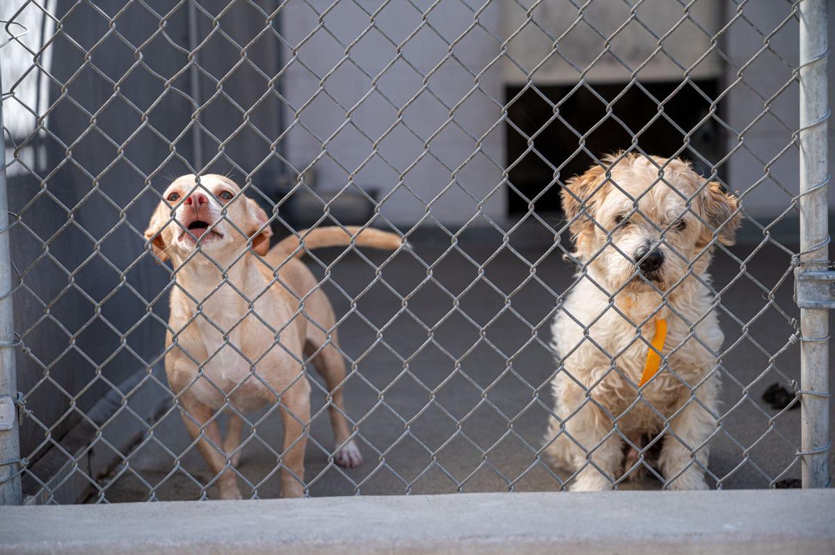 Two small dogs stare out of quarantined kennel at Front Street Animal Shelter in Sacramento on June 13, 2024.