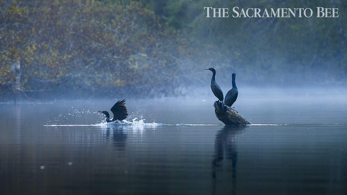 A pair of pelagic cormorants sun themselves on a log, right, as a third splashes into the water on the Noyo River in Fort Bragg on Friday, November 9, 2012. If it’s November, damp and dank, it must be time to head to Mendocino and revel in mushroom culture. Mendocino in the fall is great for harvesting fungi. 2321 2012 Showcase