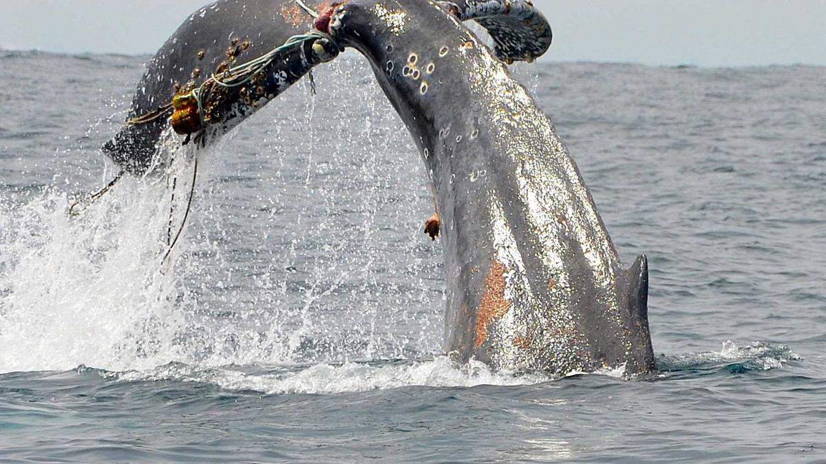A juvenile humpback whale swimming off the Southern California coast from Redondo Beach to Dana Point.