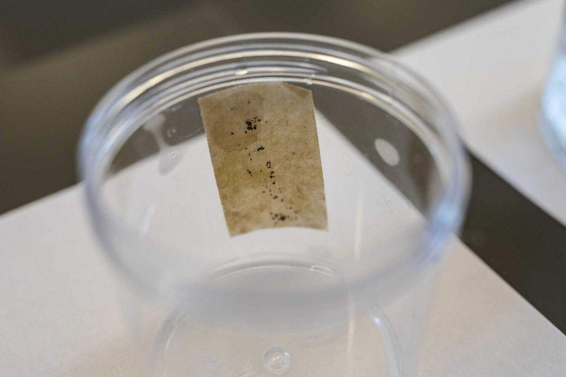 Aedes aegypti can lay eggs, like those pictured, in spaces as small as a bottle cap. Most other types of mosquito eggs need water to survive, but Aedes aegyptiâs can lie dormant for months, springing to life when water eventually does come.