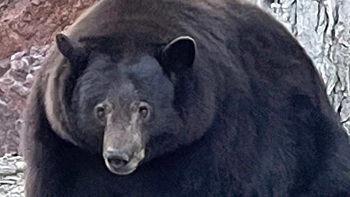 Hank the Tank, a 500-pound black bear, is seen in the South Lake Tahoe area in 2022. California Department of Fish and Wildlife and U.S. Forest Service officials have responded to misinformation found in fliers posted recently around the Lake Tahoe Basin “encouraging people to feed bears” in order for them to survive.