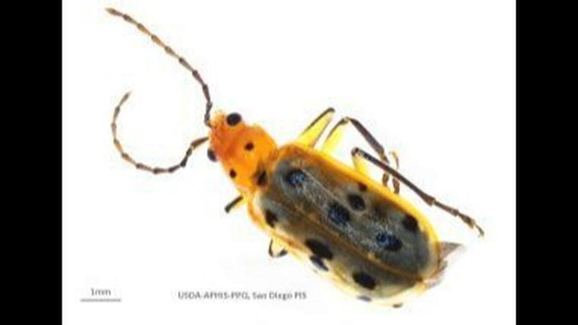 An “unusual” stowaway was found on a shipment of fresh celery to California, according to a federal agency.&nbsp;