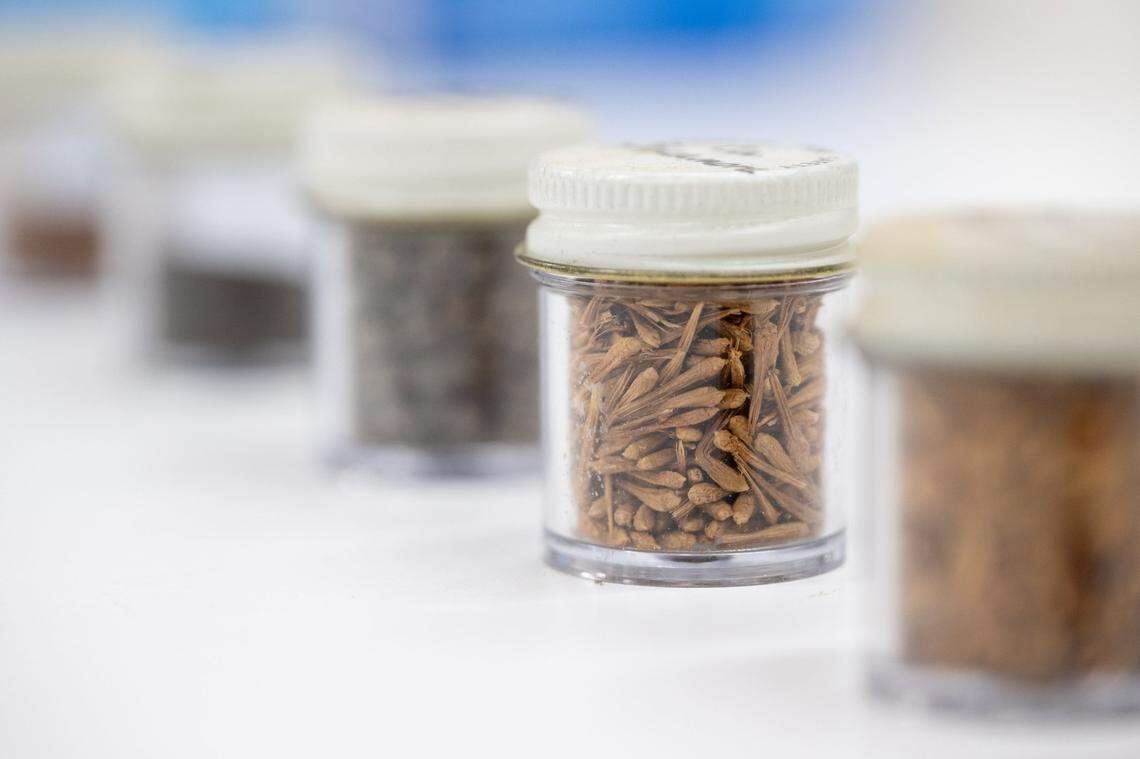 California sycamore seeds are stored a small bottle at the Lewis A. Moran Reforestation Center in Davis.