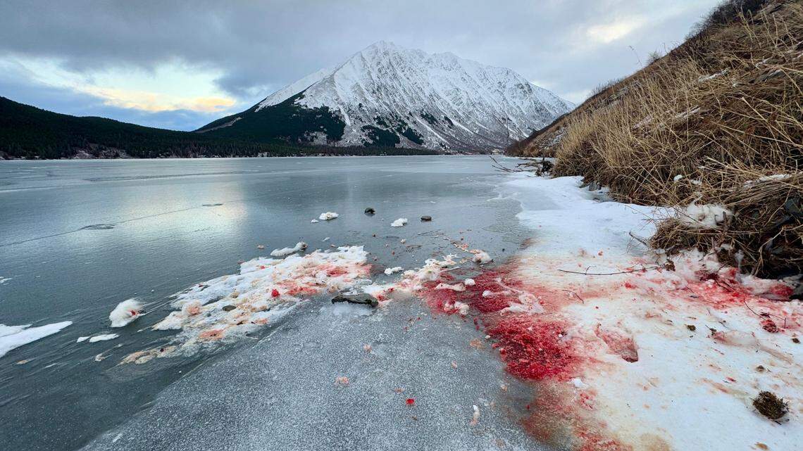 Blood splatters along Crescent Lake in the Kenai Peninsula of Alaska have prompted a social media debate. What died?
