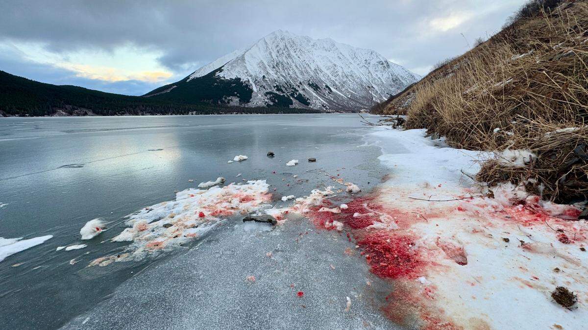 Blood splatters along Crescent Lake in the Kenai Peninsula of Alaska have prompted a social media debate. What died?