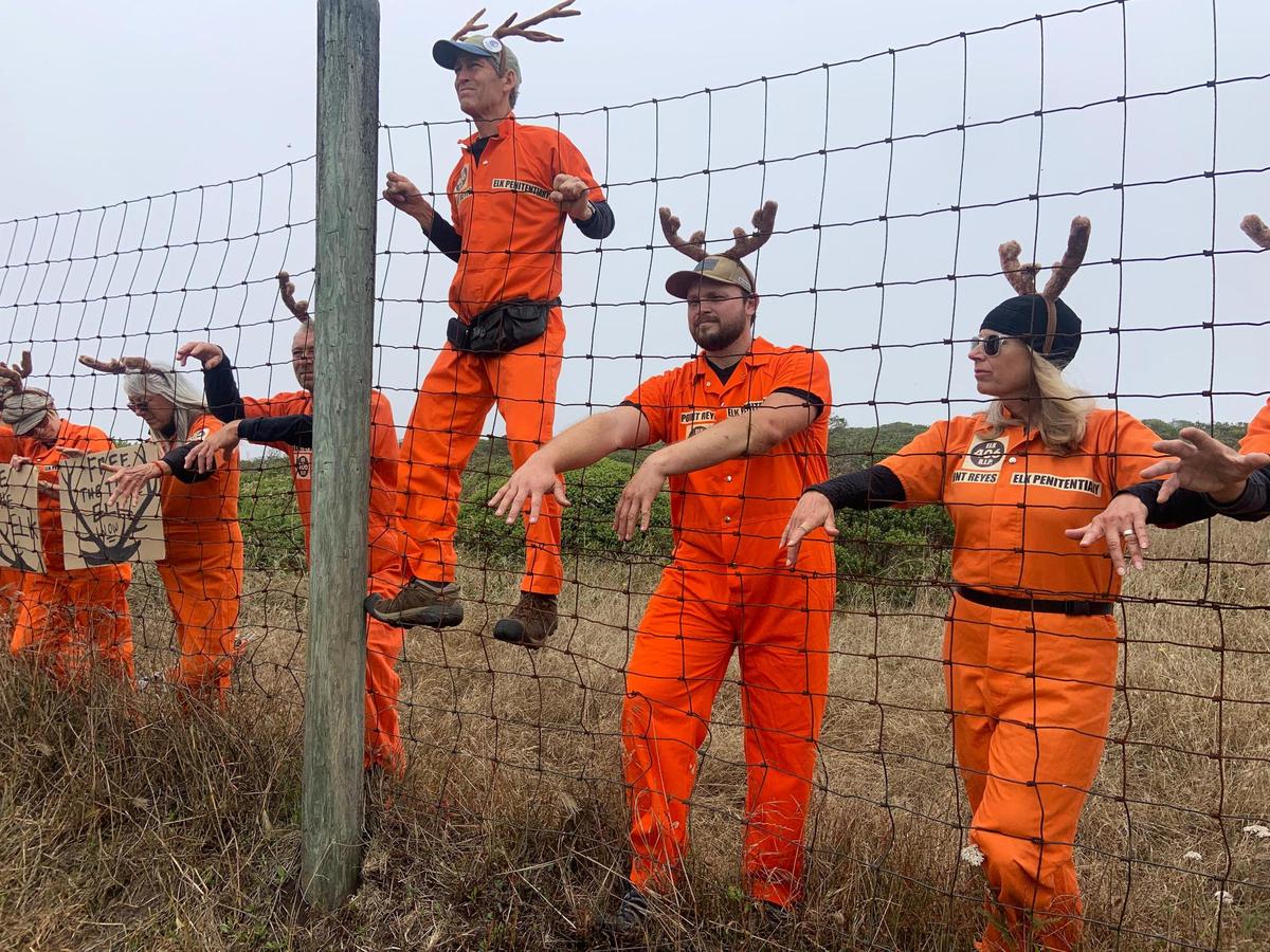Activists wearing antlers and jumpsuits that say “Tule Elk Penitentiary,” including fence-climber Jack Gescheidt, poke their arms through the preserve’s border July 3 at Tomales Point.