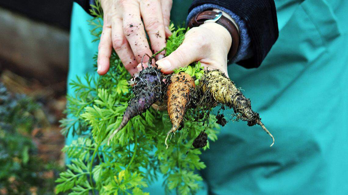 Master Gardener Gail Pothour with carrot harvest.  Photo accompanies Fred Hoffman’s Growing Food Year-round: Cool Season Vegetables video now posted on the YouTube Channel and he will be speaking on August 7 at 8:30-9:00 a.m.