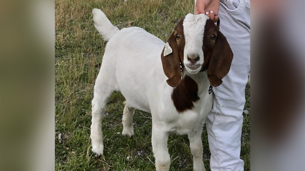 Cedar the goat is shown before the animal was seized by Shasta County sheriff’s officials and taken to slaughter, according to a federal civil rights lawsuit. The girl who brought Cedar to the fair auction wanted to keep him from being slaughtered after raising him, the lawsuit says.