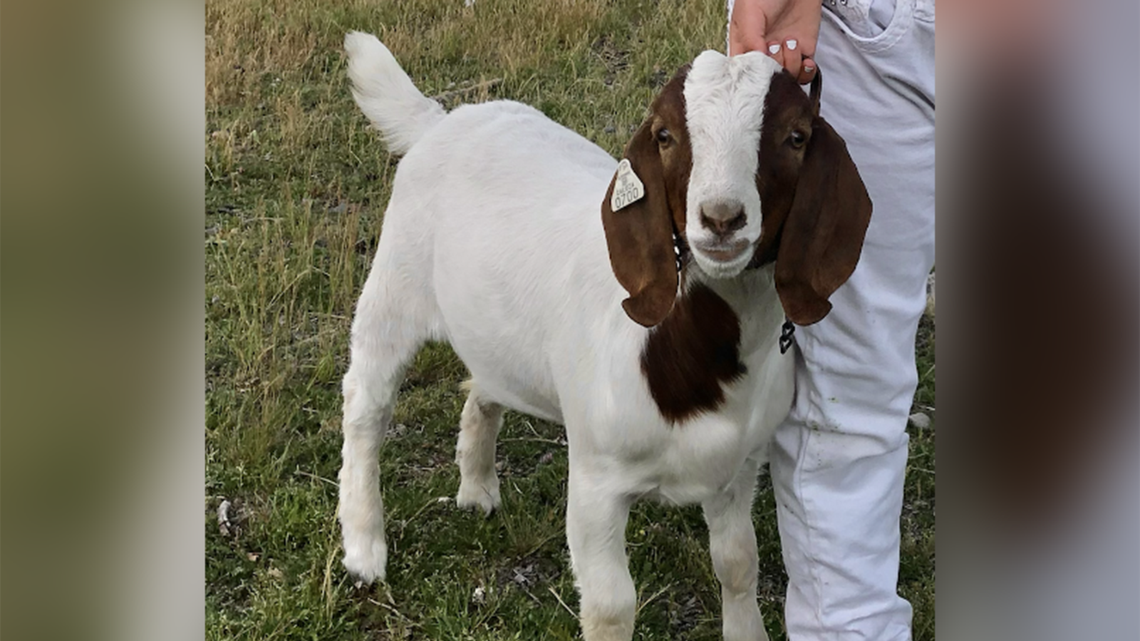 Adults led a pet goat to slaughter to teach girl a lesson. All she learned was cruelty | Opinion