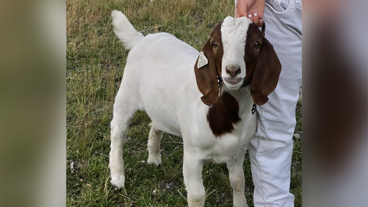 Cedar the goat shown before the family pet was seized by sheriff’s officials and taken to slaughter, according to a federal civil rights lawsuit.