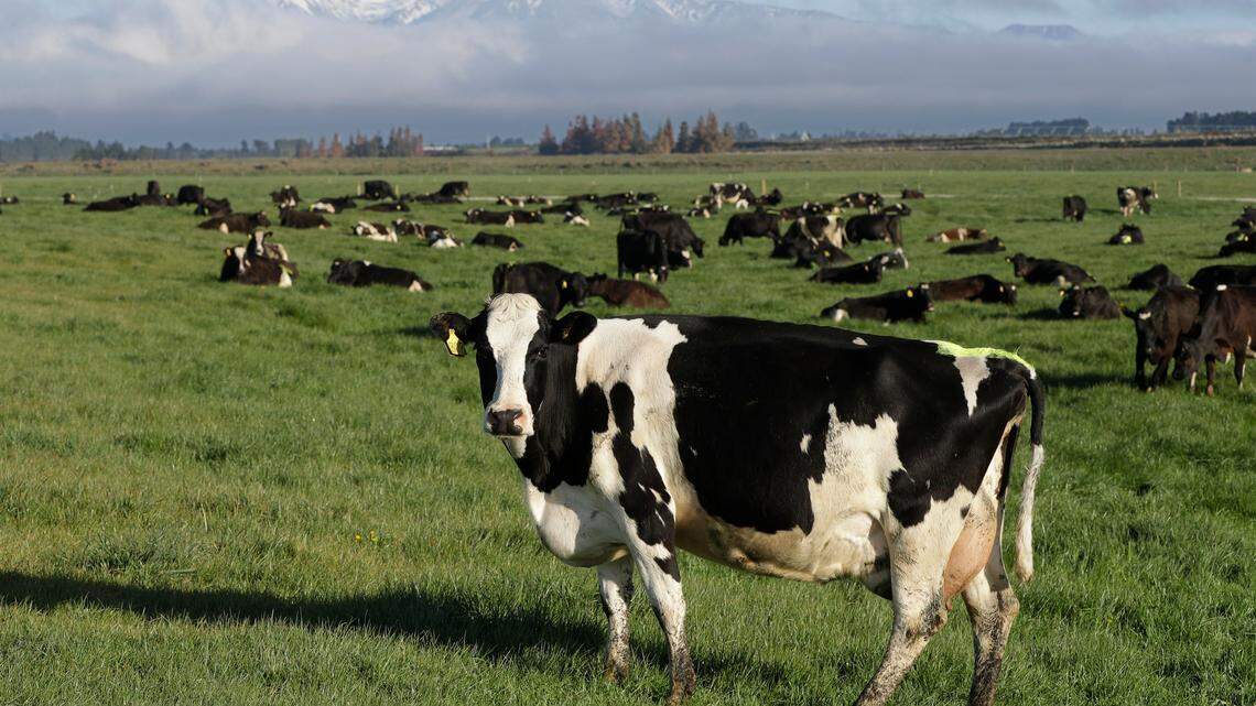Dairy cows graze on a farm near Oxford, New Zealand. A new Tinder-like app allows farmers in Britian to match up cattle for breeding purposes.