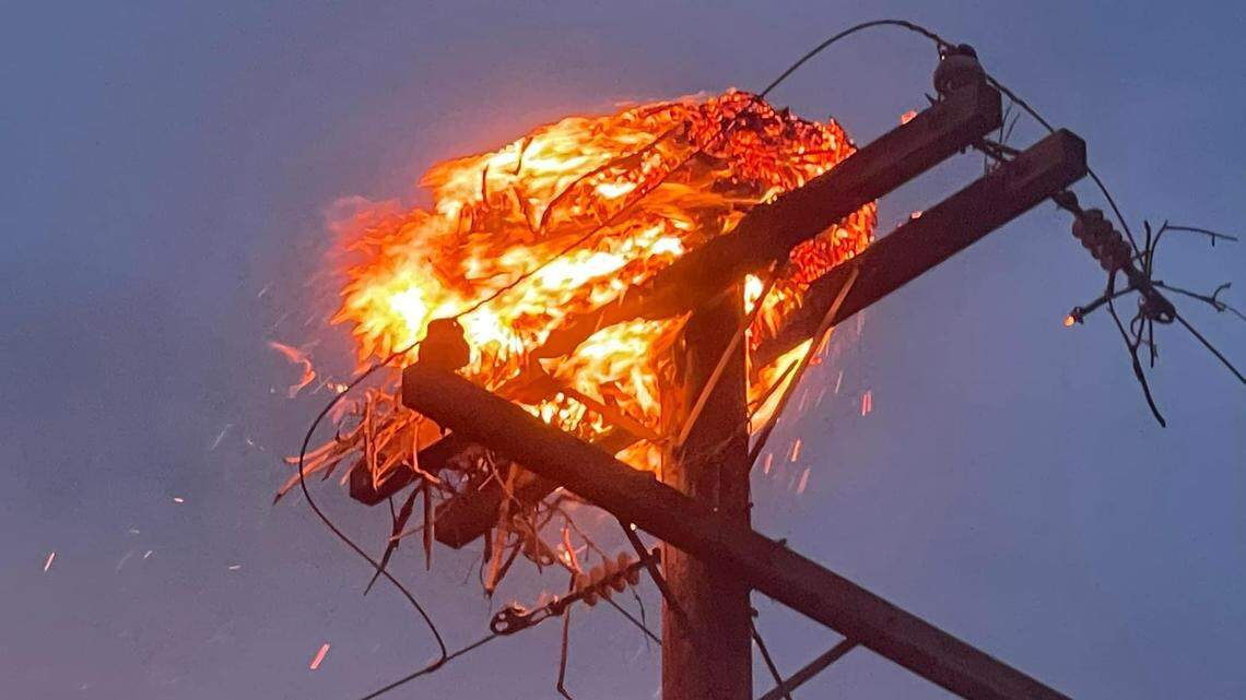 An osprey nest resting on top of a power pole caught on fire on July 20 in Morgan County, Utah. Two baby birds were in the nest.