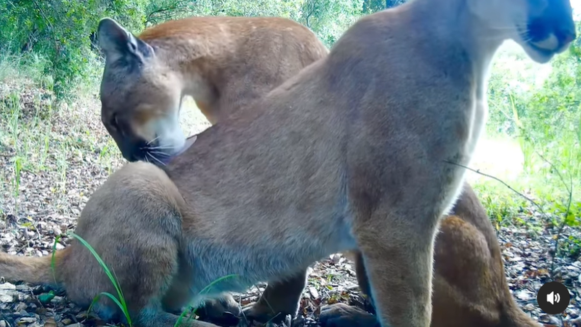 A mountain lion spent an afternoon playing with her cub in what could be some of their last days together in the California mountains. 