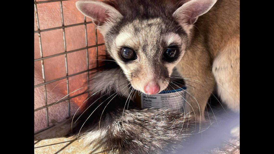 A “secretive creature” evaded capture for weeks by hiding out in a Kohl’s shoe department, Colorado officials said. 