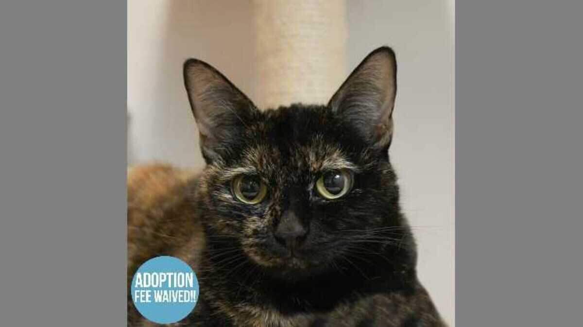 Valentina, a 6-year-old spayed domestic short hair cat, available for adoption at the Sacramento County SPCA. Her adoption fee has been generously sponsored by Mark M. Glickman.