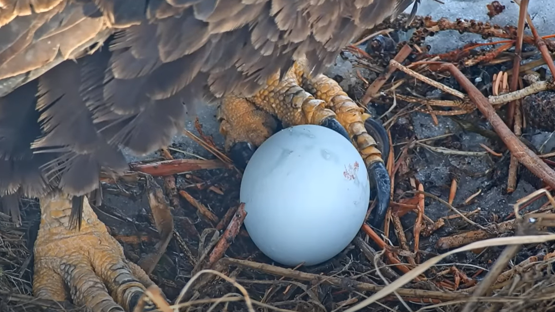 A video posted by Friends of Big Bear Valley on YouTube shows the bald eagle, Jackie, laboring for about six minutes.