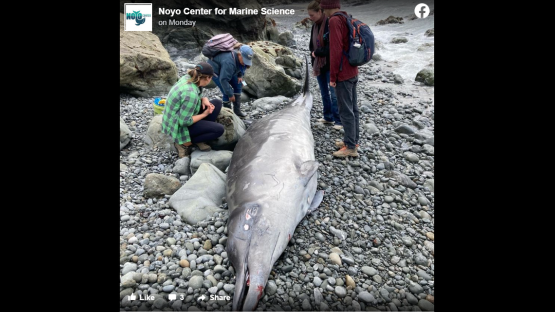 A rarely seen beaked whale washed up on a California beach May 15, giving researchers a rare opportunity to study one of the marine mammals.