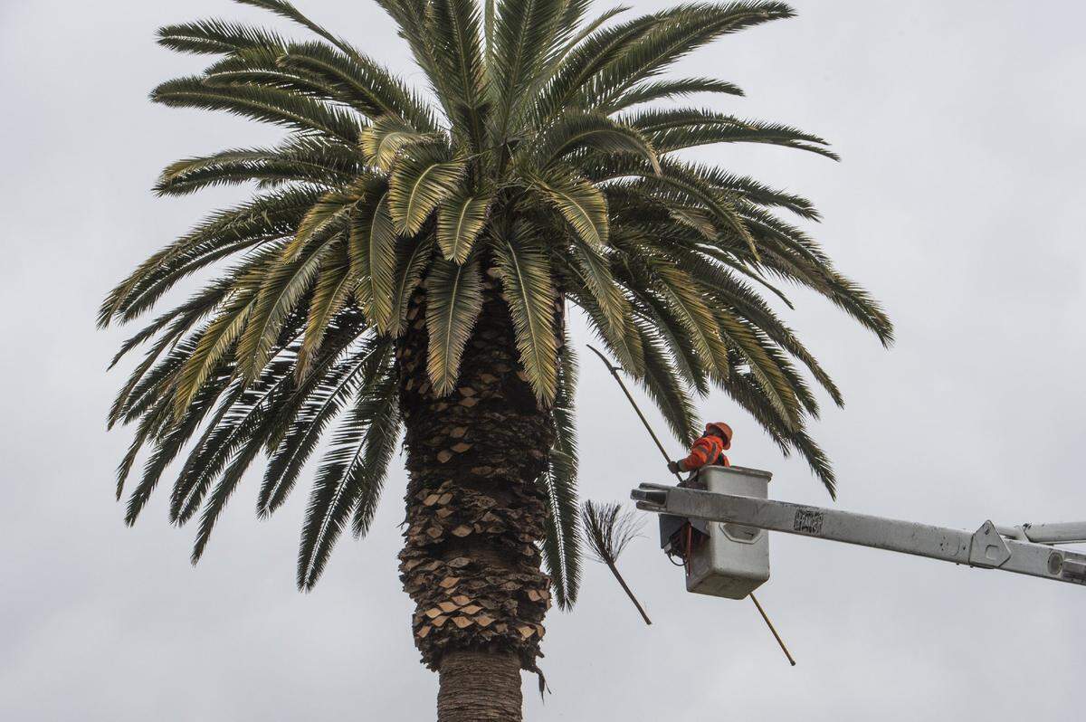 Jose Armenta Jr. with West Coast Arborists, Inc. in Stockton uses a pole saw to prune one of two palm trees inside the Frederick N. Evans Memorial Rose Garden at McKinley Park on Tues., Feb. 12, 2019 in Sacramento, Calif. “They are here trimming our Palm trees to keep them safe for our visitors,” said Lyn Pitts, manager of the McKinley Rose Garden. Over the the next few days the forecast is rain.