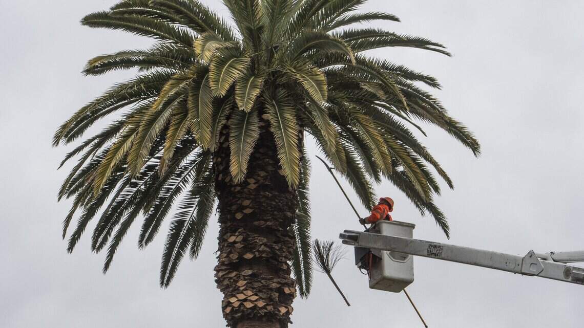 Why does Sacramento have palm trees? An ‘image of paradise’ in Northern California