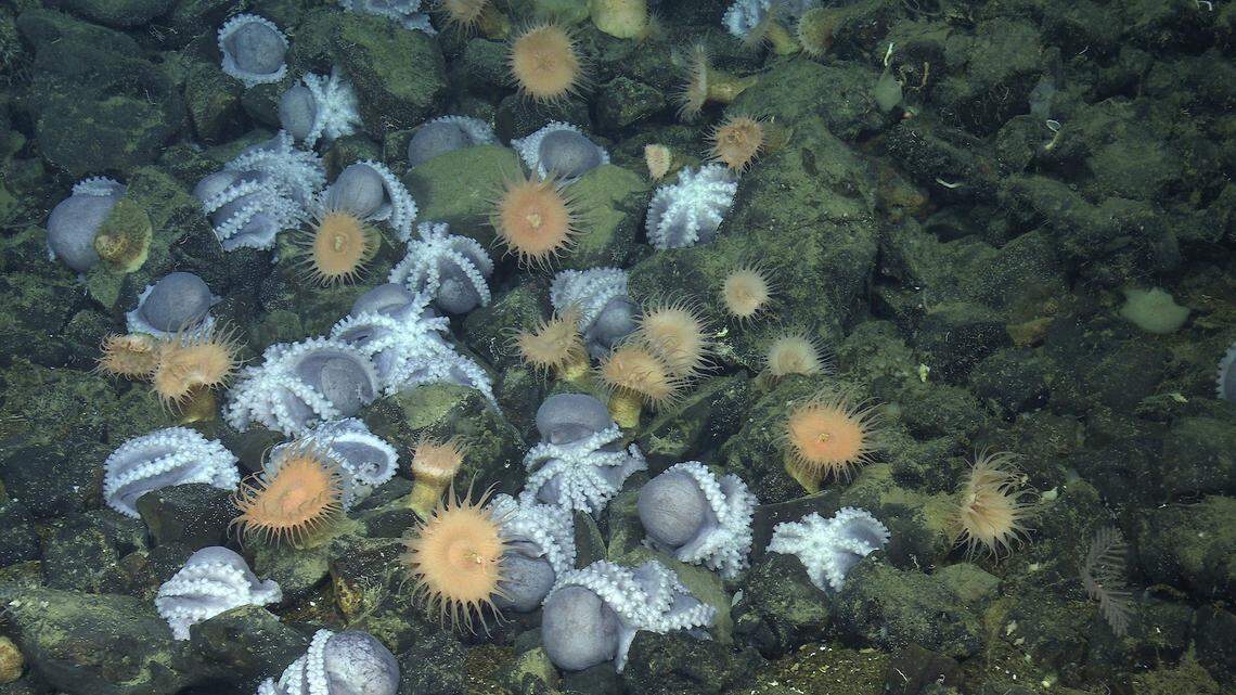 Researchers investigated the “octopus garden” for three years before discovering its purpose.