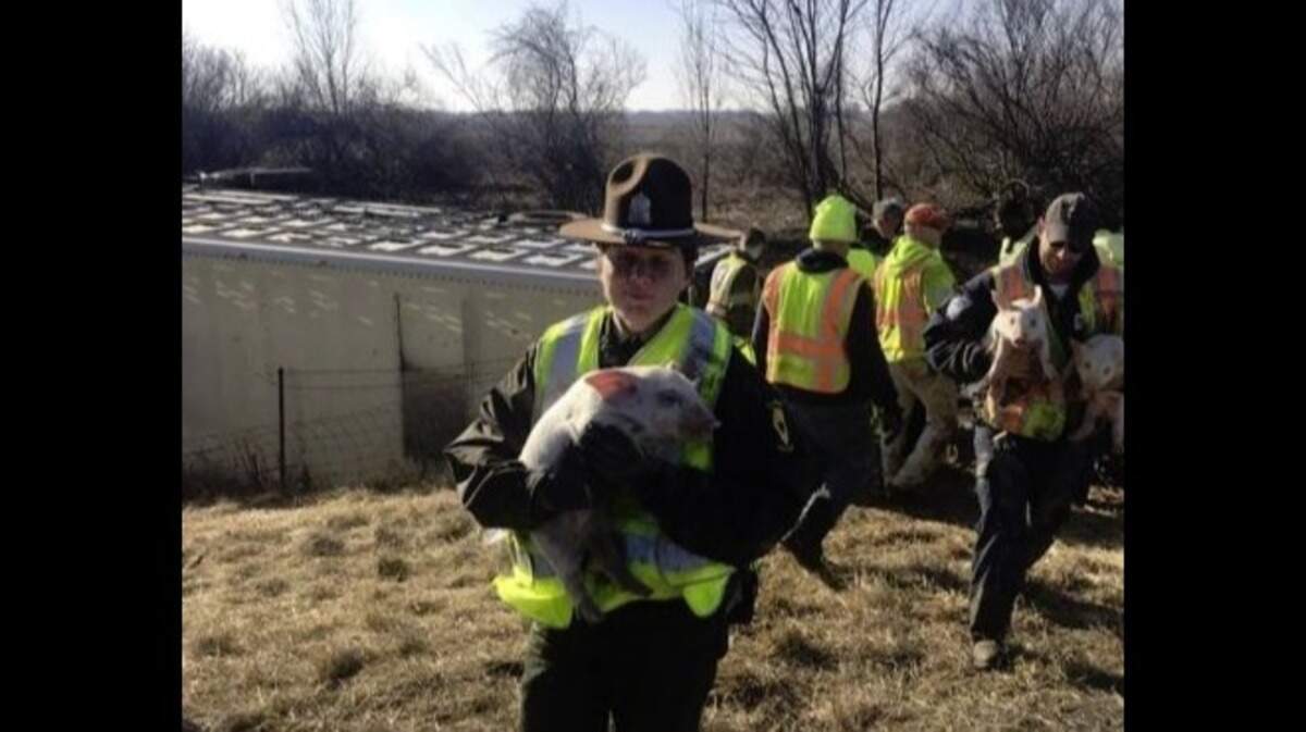 A big-rig hauling 3,000 piglets drifted off an Illinois highway Friday and overturned, forcing state police to round up hordes of tiny porkers, officers say. About 100 of the pigs died.
