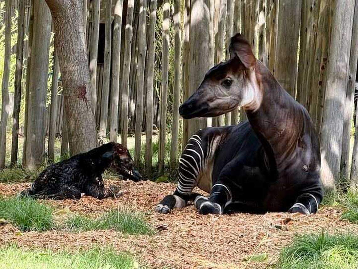 A newborn okapi calf rests beside his mother, Kivuli, in a private enclosure at the Sacramento Zoo. Both animals are healthy and will remain off exhibit for several weeks while they bond under the care of zoo staff.