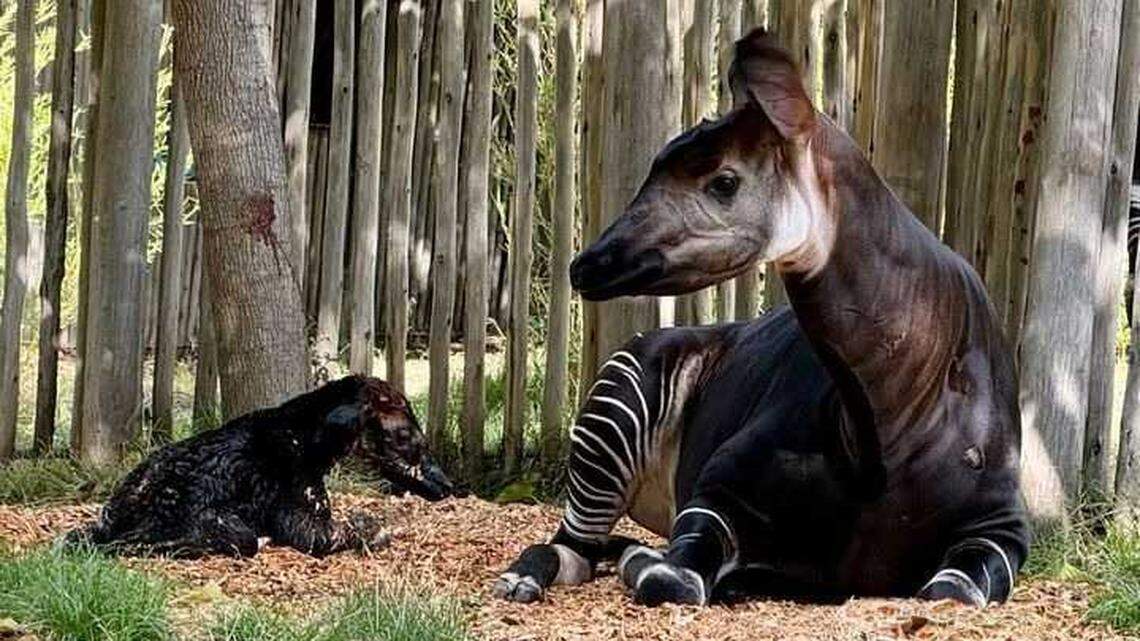 A newborn okapi calf rests beside his mother, Kivuli, in a private enclosure at the Sacramento Zoo. Both animals are healthy and will remain off exhibit for several weeks while they bond under the care of zoo staff.