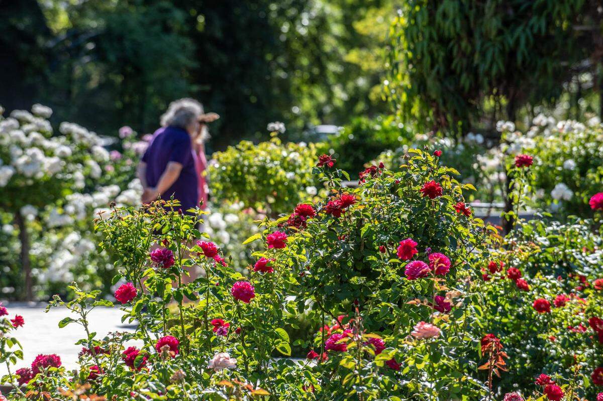 The decades old McKinley Park features a library, rose garden, duck pond, swimming pool, two playgrounds, covered picnic area, several tennis courts, and more.