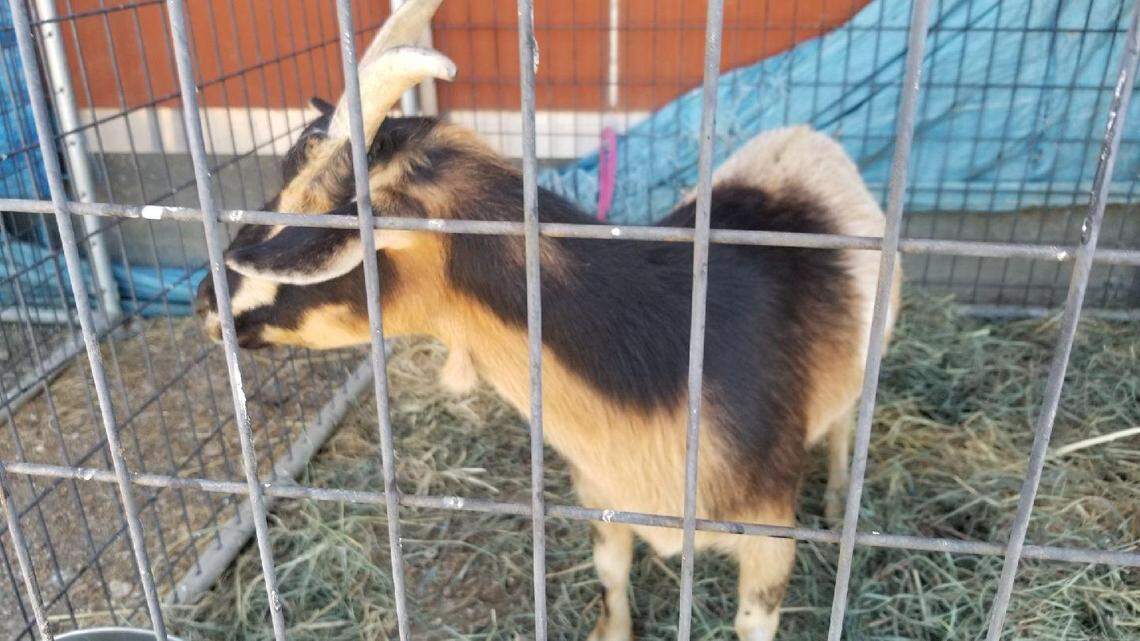 LEAP team members rescued this goat from the Pawnee Fire.