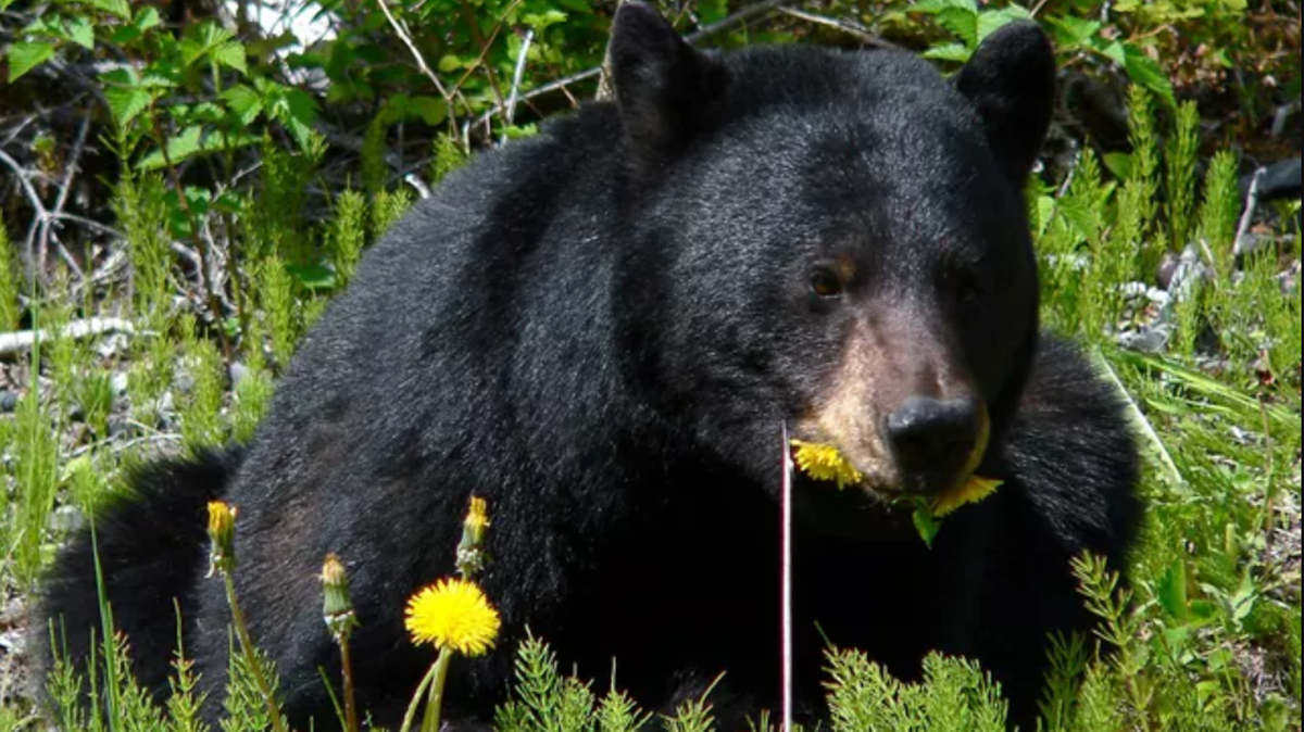A black bear (not the one pictured) attacked a sleeping camper on June 7 by the Middle Fork Flathead River near Nyack, Montana, officials said. The woman was guiding a rafting trip with another person.