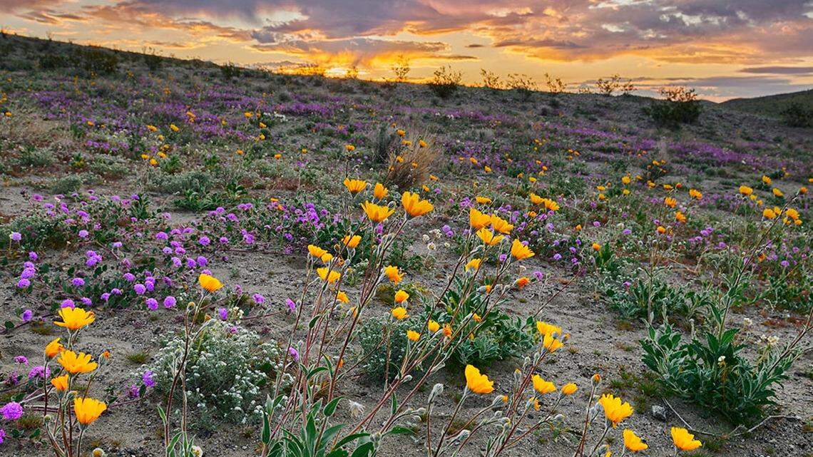Two California state parks are experiencing “pockets of wildflower blooms,” according to a California State Parks spokesperson. Anza-Borrego Desert State Park experienced a super bloom years ago, as seen in this photo from 2019.