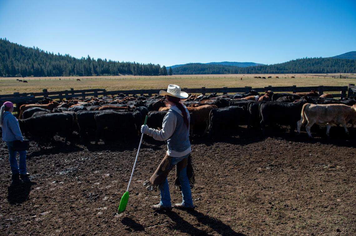 Fallon de Braga, center, works with her sister Megan, left, at one of de Braga Cattle Company’s ranches in the Lassen Pack’s territory in Oct. 2019.