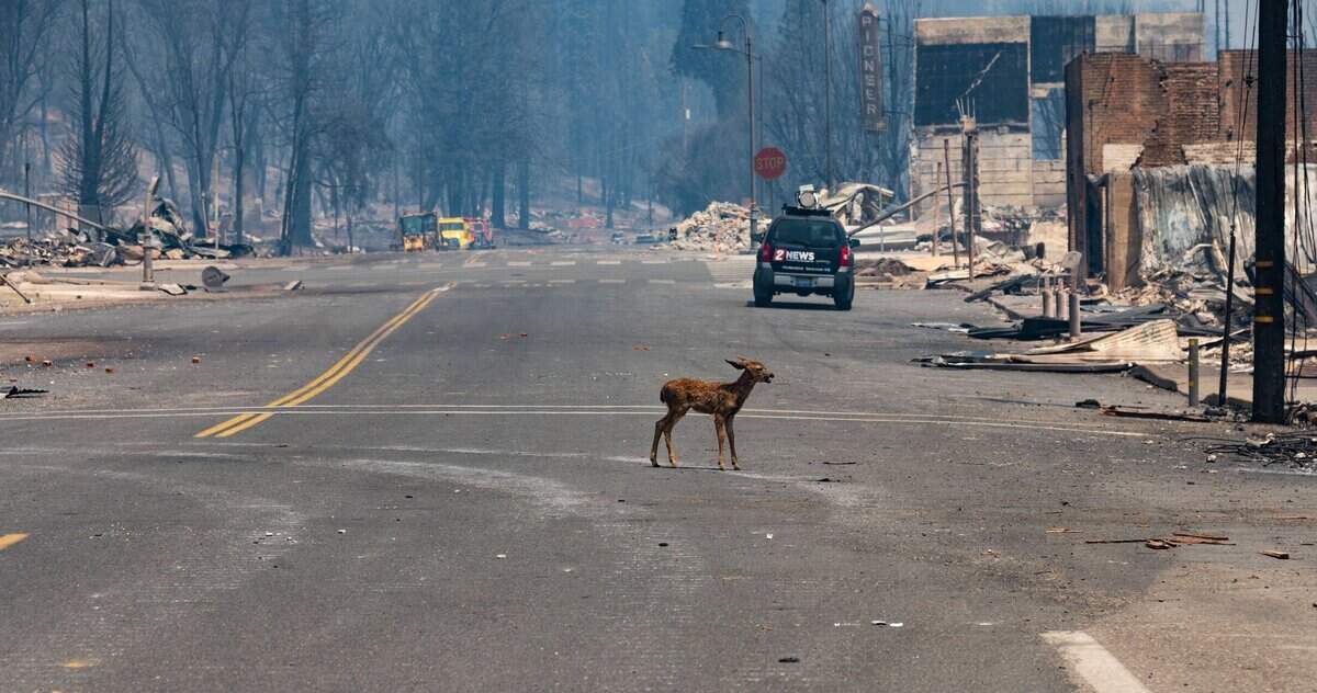 A fawn calls for its mother on Main Street Greenville on Thursday, Aug. 5, 2021, after the Dixie Fire burned the town on Wednesday.
