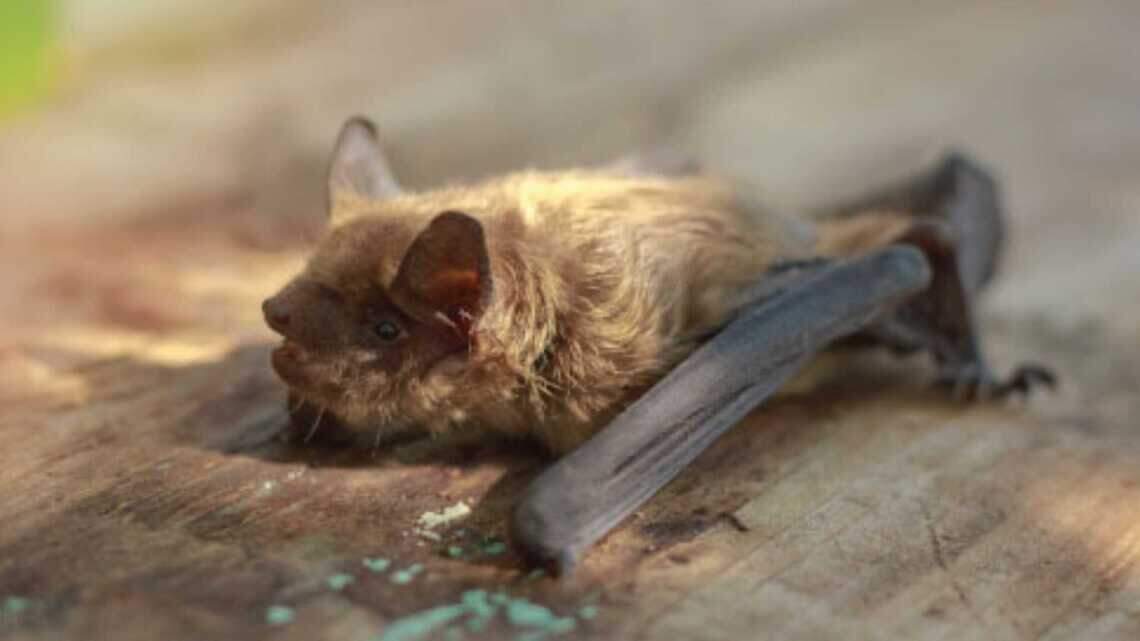 Rabid bat that came into contact with child found in Yuba City