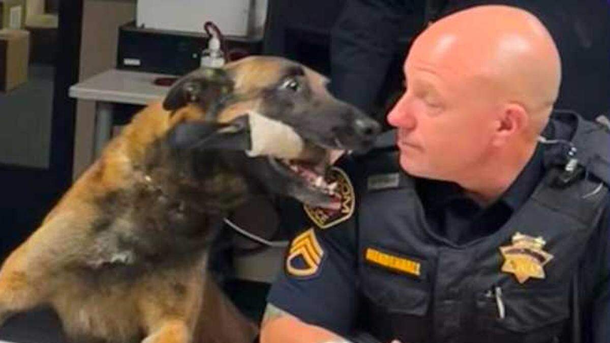 The Folsom Police Department’s K-9 officer, Loki, leans in to Sergeant Brian Mendenhall during roll call on April 28, 2023. Loki’s last shift with the department before retirement was May 11, 2023.