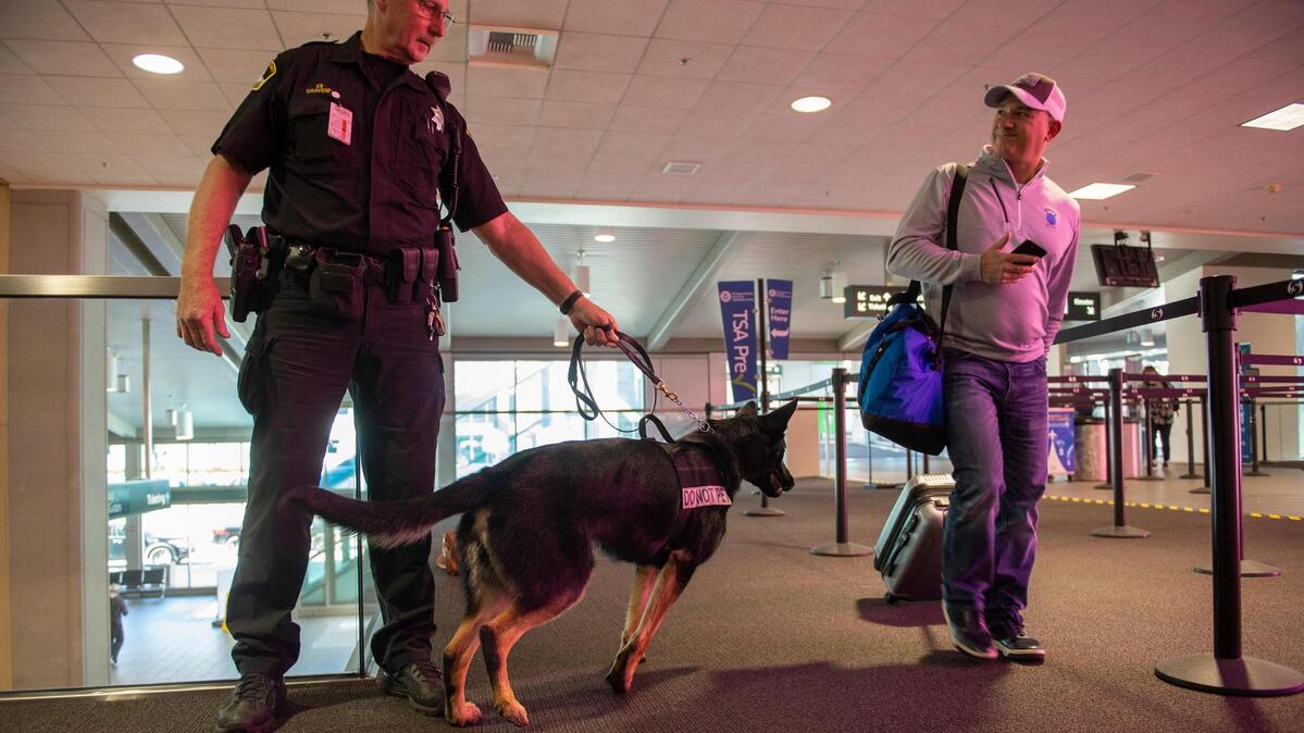 Sacramento County Sheriff’s Deputy Mike Cravens handles a German shepherd named Quattro-Quappe, an explosive detection canine named after a 9/11 victim, as TSA announced, Tuesday, April 9, 2019, that two new security dogs will be patrolling the checkpoint lines at the Sacramento International Airport.