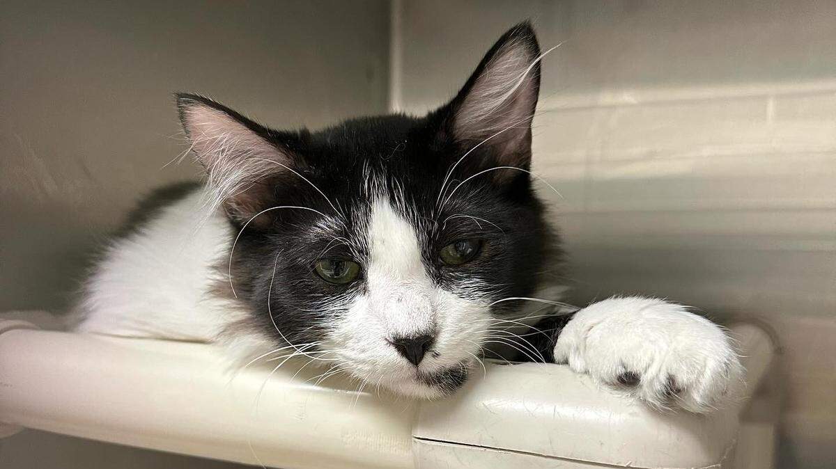 Gracias, a 6-month-old domestic shorthair cat, has been at the Elk Grove Animal Services shelter since June and remained available for adoption as of Thursday. The shelter is waiving all pet adoption fees through Oct. 15.