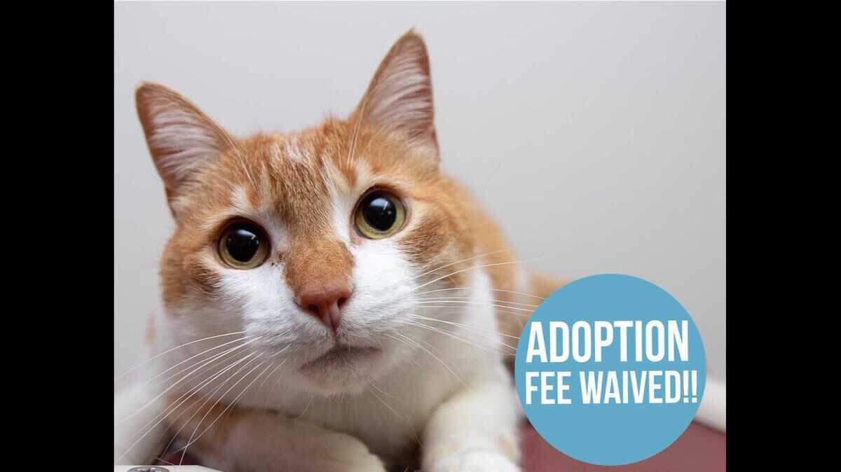 Gunner, a 7-year-old male domestic shorthair cat, is available for adoption at the Sacramento County SPCA.
