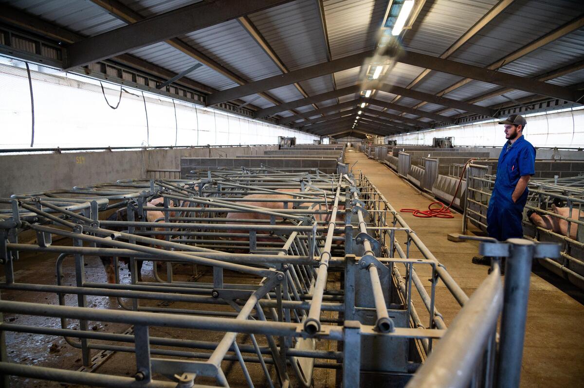 Aaron Prinz, manager of the UC Davis Swine Center and secretary-treasurer of the California Pork Producers Association, looks over an open pen with several pigs – which have access to individual, self-locking stalls – in the breeding and gestation barn at the swine center Friday, Dec. 13, 2019. A 2018 ballot initiative, Proposition 12, set space requirements for pregnant sows, veal calves and egg-laying hens, and is scheduled to take effect in 2022 for pigs.