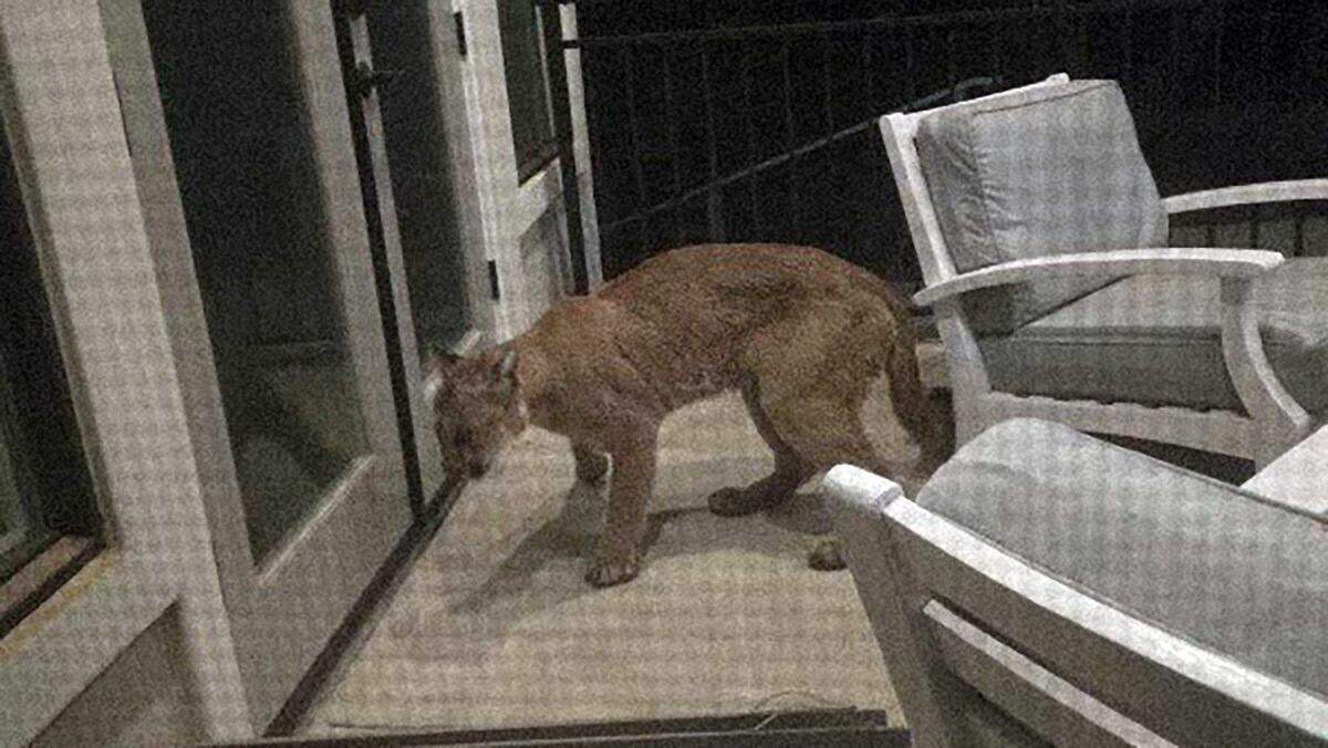 A mountain lion is seen in an image taken from a home surveillance in Auburn and shared Thursday by Auburn police. Officials say the cougar was spotted in the area of Auburn Folsom Road and Eagles Nest.