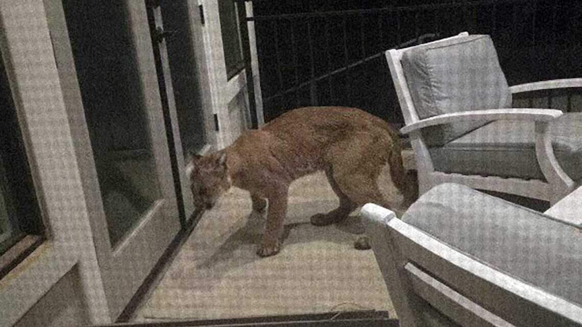 Mountain lion spotted on home surveillance camera in Northern California neighborhood