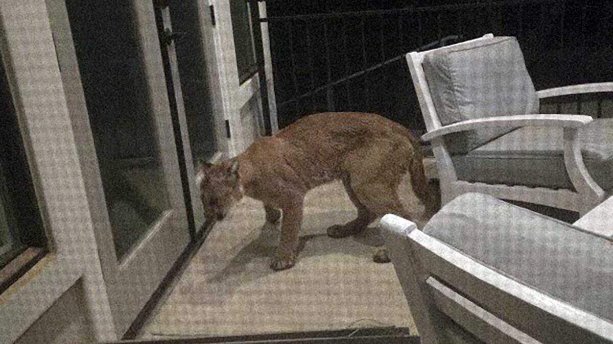 A mountain lion is seen in an image taken from a home surveillance in Auburn and shared Thursday by Auburn police. Officials say the cougar was spotted in the area of Auburn Folsom Road and Eagles Nest.