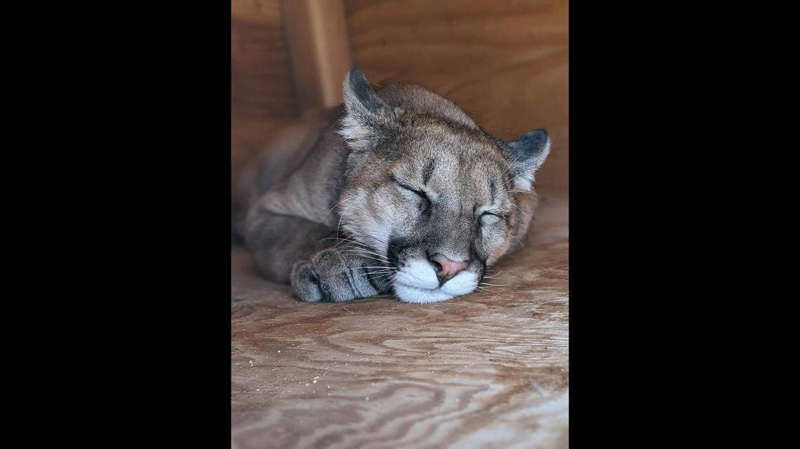 A cougar orphaned in a 2020 car collision has a new home at a California animal sanctuary.