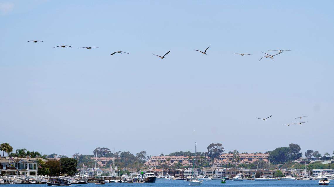 A man drowned trying to retrieve a dropped cellphone from a California harbor, officials said. (AP Photo/Damian Dovarganes)