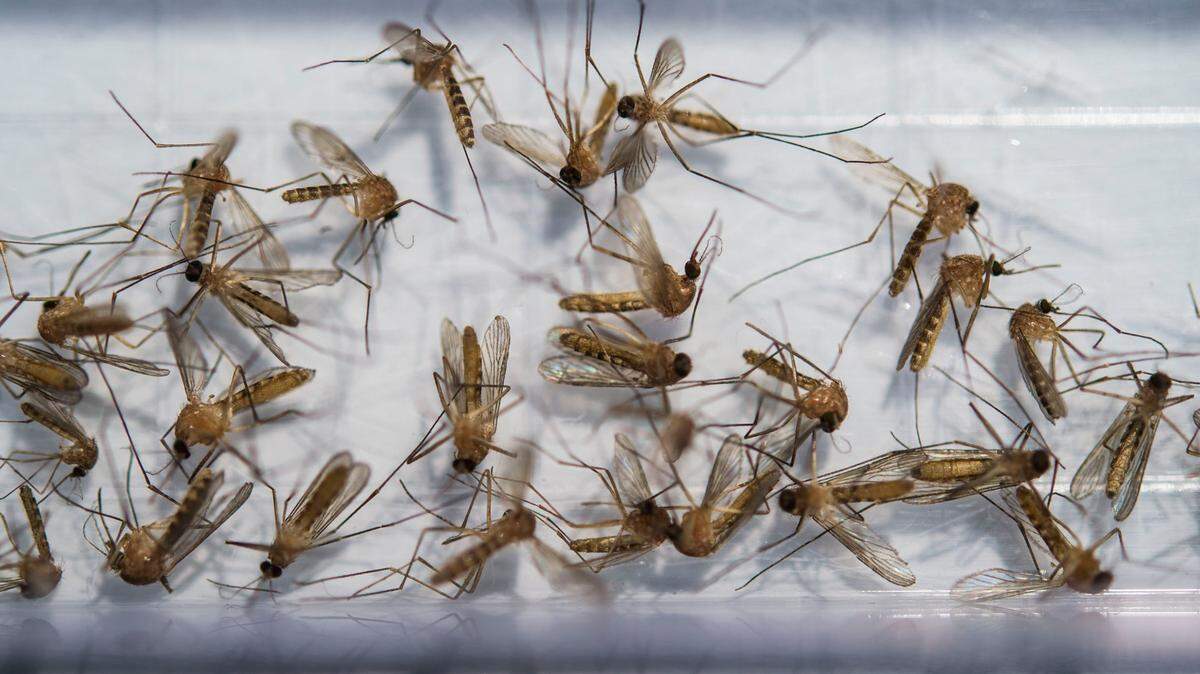 Culex Pipiens mosquitos collected in 2018 by the Sacramento-Yolo Mosquito & Vector Control District at Seymour Park in Sacramento’s Pocket neighborhood wait to be tested.