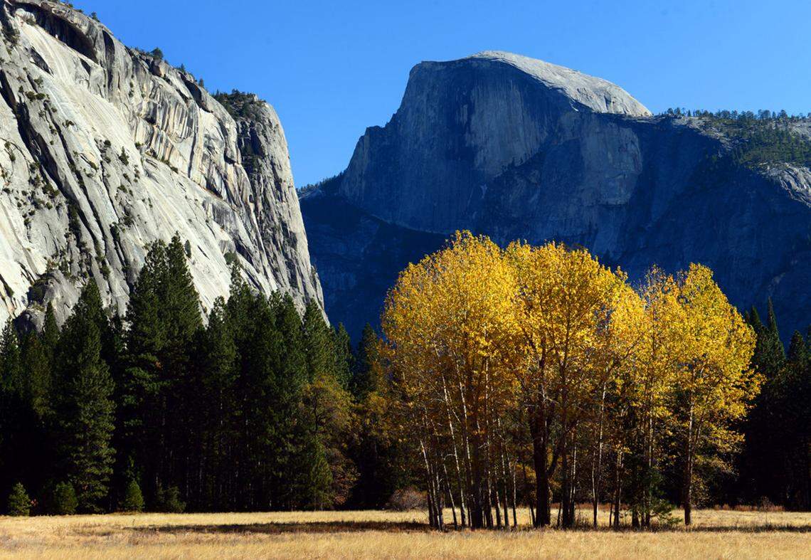 A grove of yellowing trees is seen below Half Dome in Yosemite National Park.