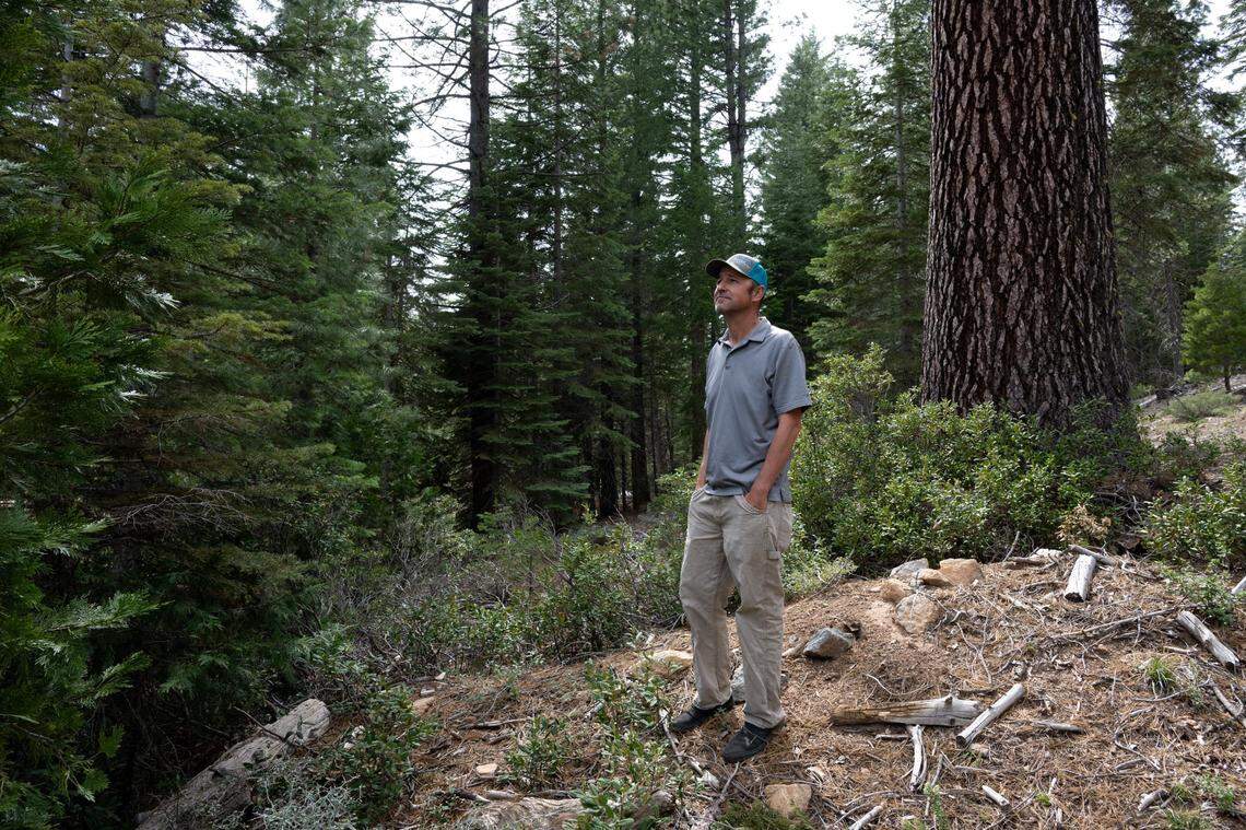 Jon Barrett, manager of the Resource Conservation District of Tehama County, stands near untreated forest land on Tuesday near Mineral. The district applied for federal money to reduce fire risks in the area, but funding for the project was killed in March.
