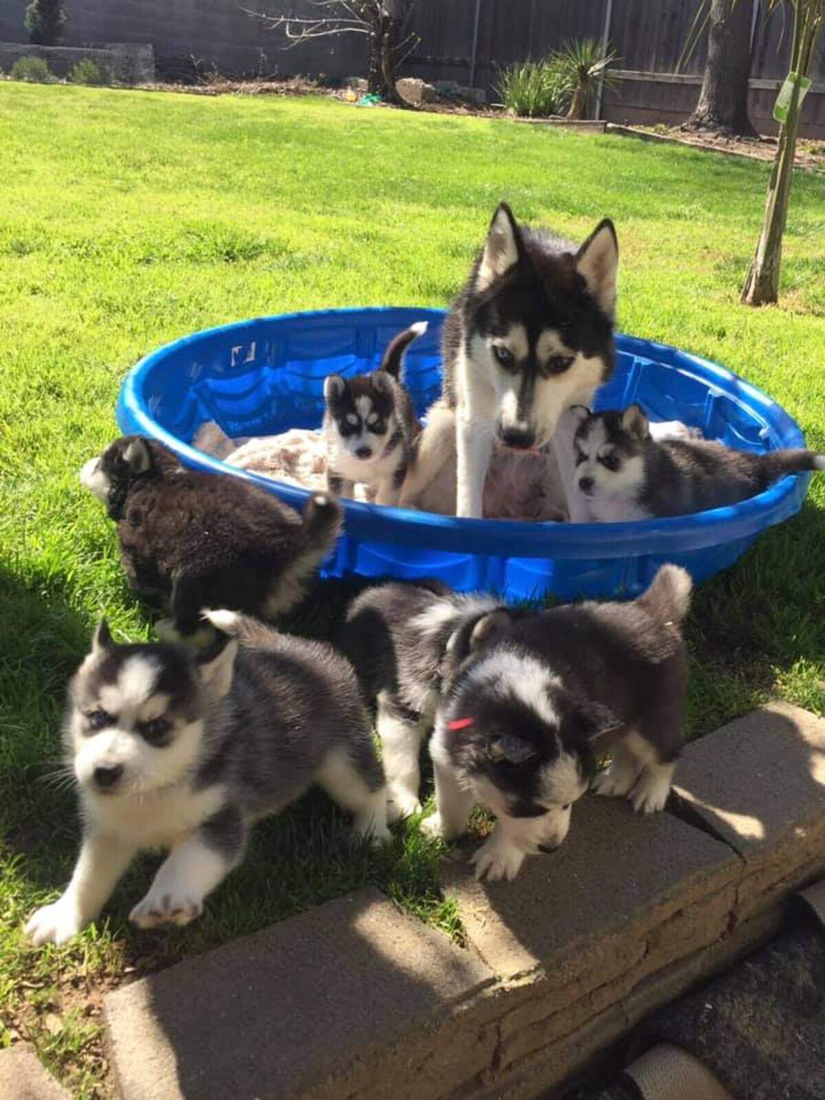Moon and her puppies are among the 58 animals seized by Elk Grove Animal Services from a rescue group late last month. She can be adopted through Bradshaw Animal Shelter.
