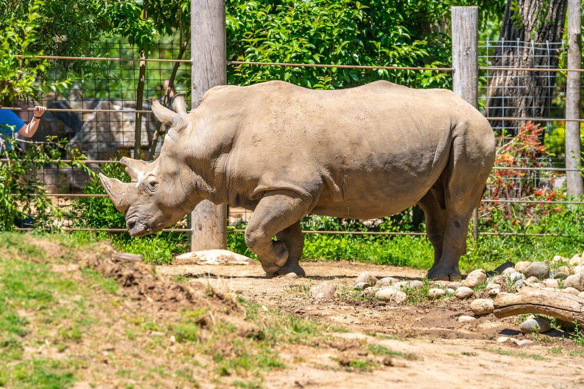 J. Gregory the rhinoceros roams around his enclosure at the Sacramento Zoo in Land Park in 2024.